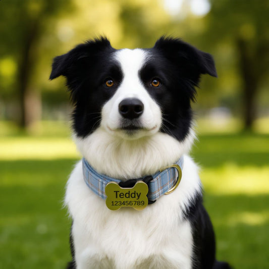 Premium Metal Buckle Collar - Bone Shape Blue Plaid