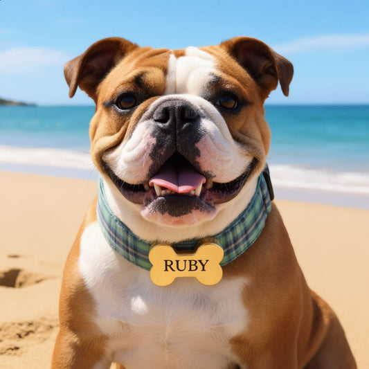 Premium Metal Buckle Collar - Bone Shape Green Plaid