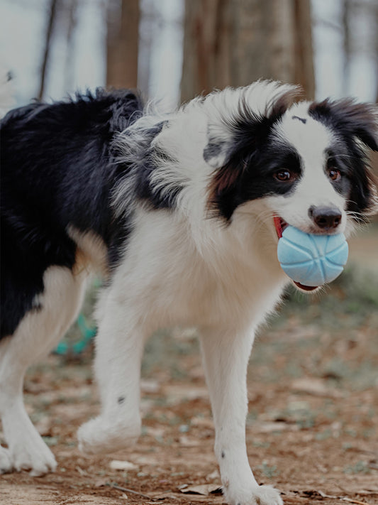 Interactive Dog Treat Dispenser Ball with Built in Squeak Sound - Blue