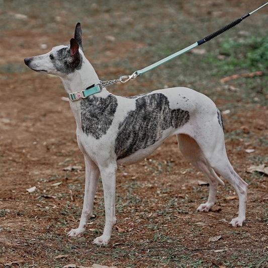 Martingale Collar and Leash Set - Green