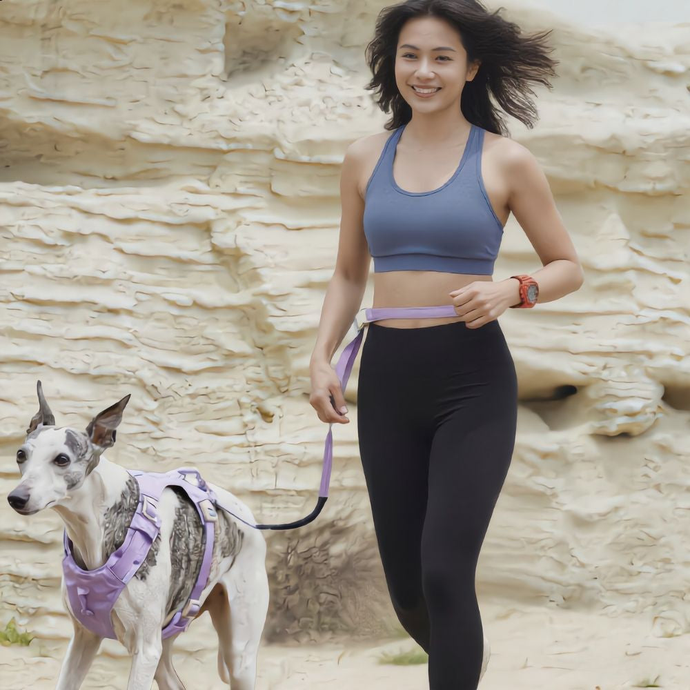 Premium Hands‑Free Dog Leash - Purple
