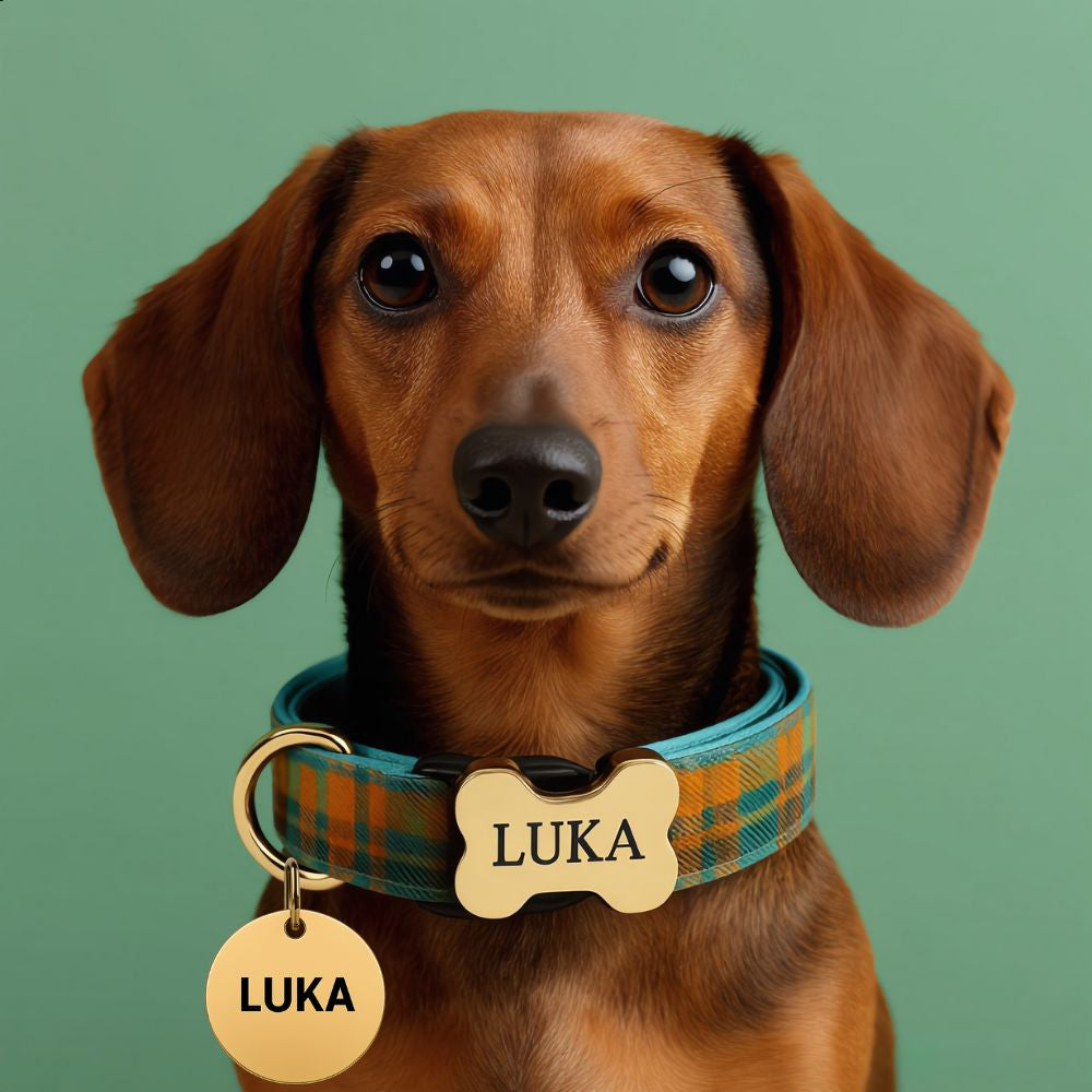 Durable metal buckle dog collar with customizable engraving space for pet name and owner phone number, designed for safety and style.