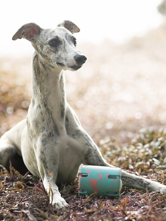 Interactive Dog Treat Dispenser Toy - Blue