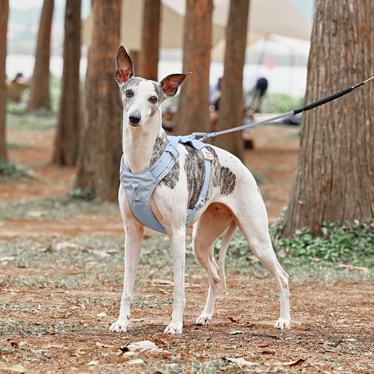 Premium No‑Pull Dog Harness Blue