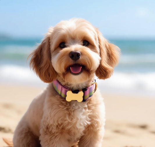 Premium Metal Buckle Collar - Bone Shape Rainbow Plaid