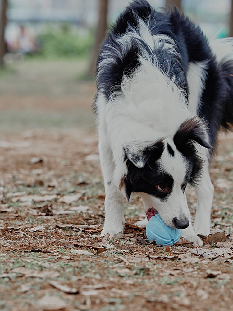 Interactive Dog Treat Dispenser Ball with Built in Squeak Sound - Blue