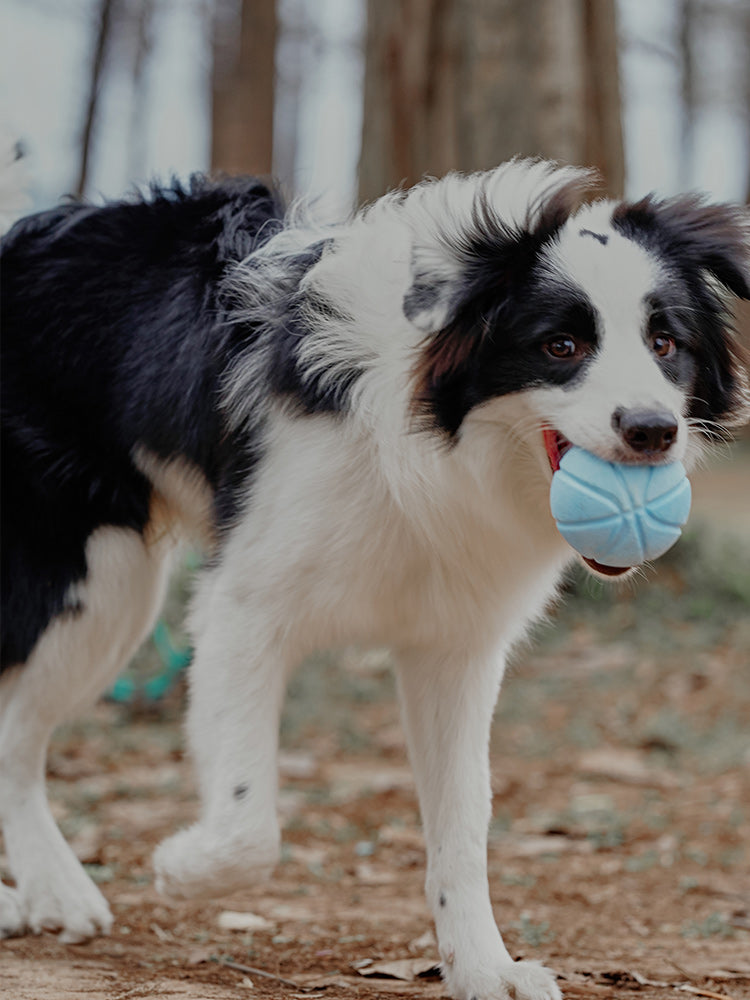 Interactive Dog Treat Dispenser Ball with Built in Squeak Sound - Blue