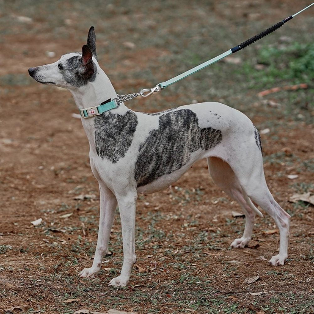 Martingale Collar and Leash Set - Green