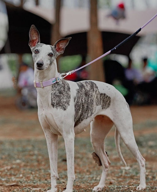 Martingale Collar and Leash Set - Purple