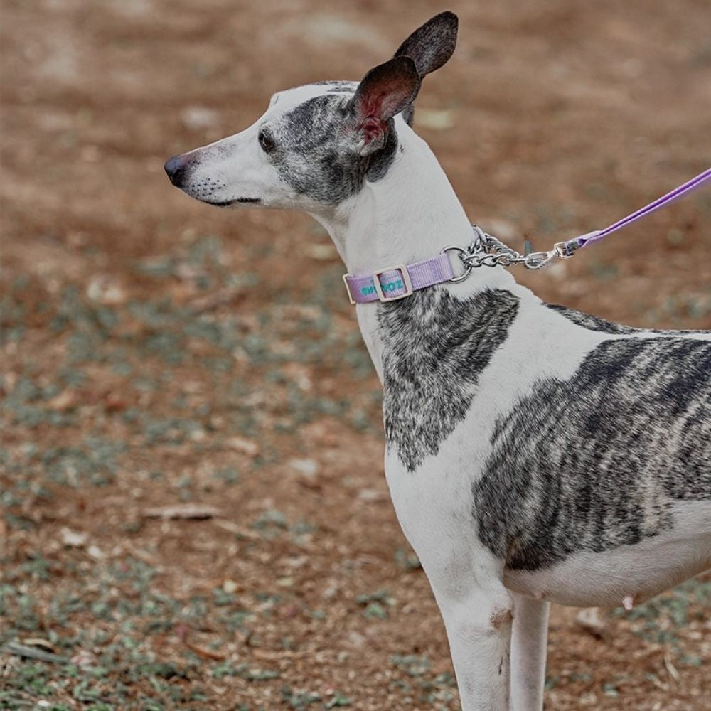 Martingale Collar and Leash Set - Purple