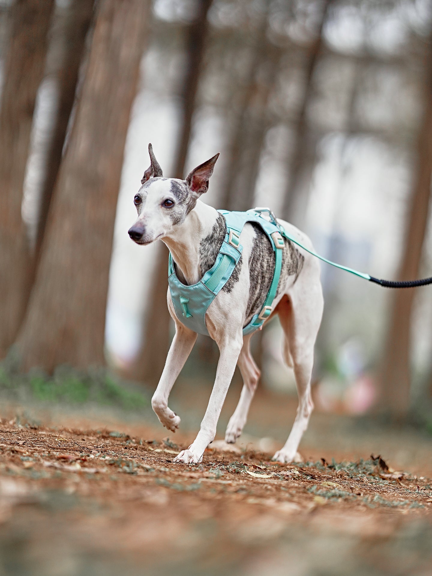 Premium No‑Pull Dog Harness Green
