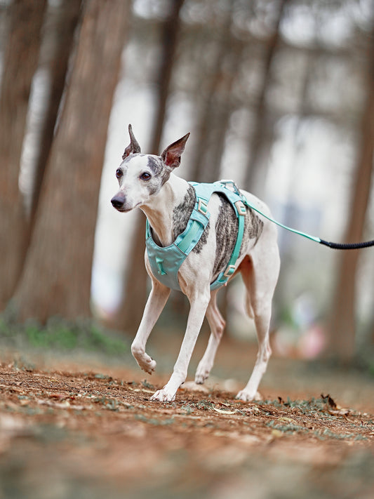 Premium No‑Pull Dog Harness Green