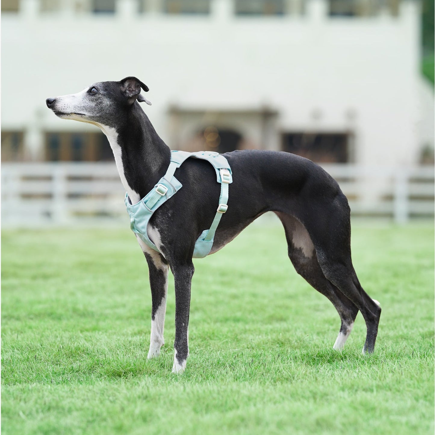 Premium No‑Pull Dog Harness Green