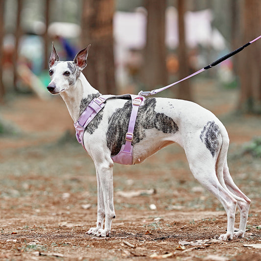Premium No‑Pull Dog Harness Purple