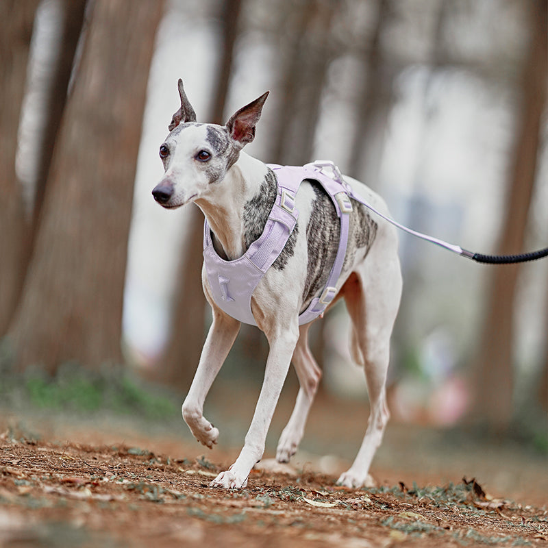 Premium No‑Pull Dog Harness Purple