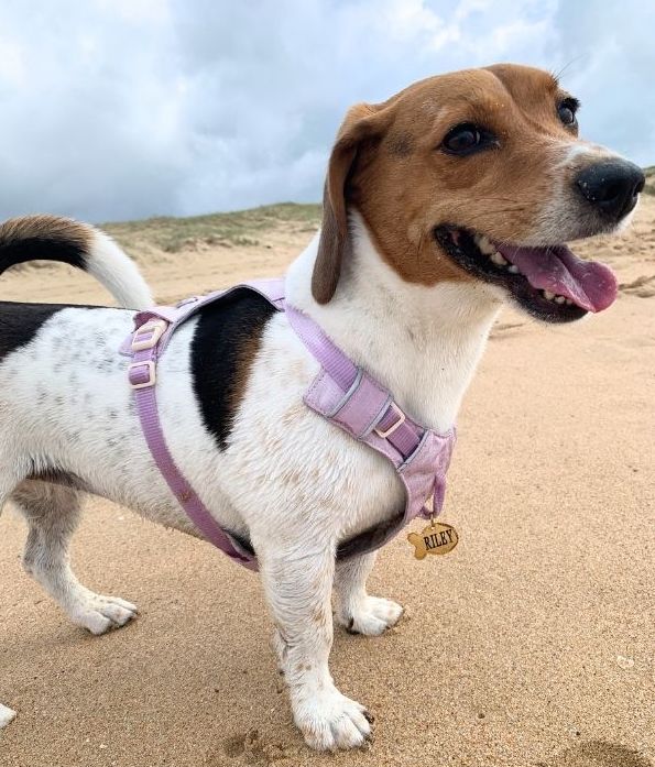 Stainless Steel Pet Tag - Fish - Gold