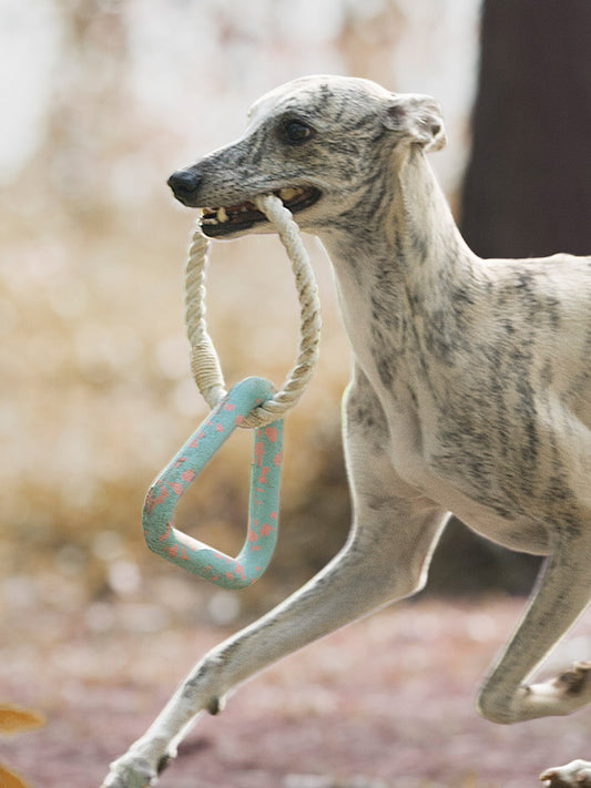 Interactive Rope Toy Blue Triangle